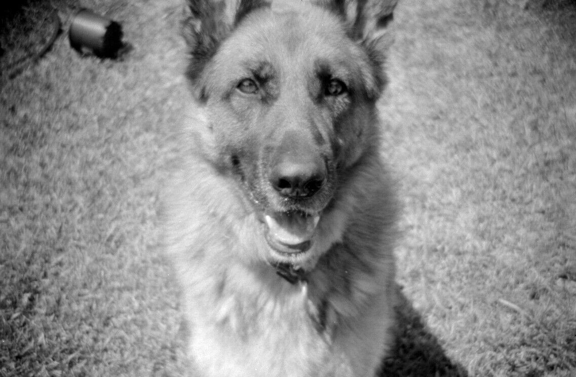 Ziva